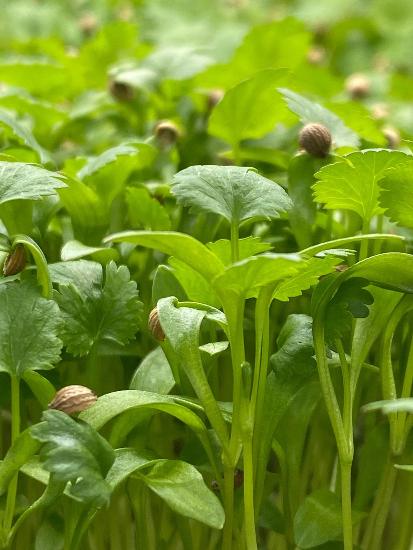 Coriander🌱