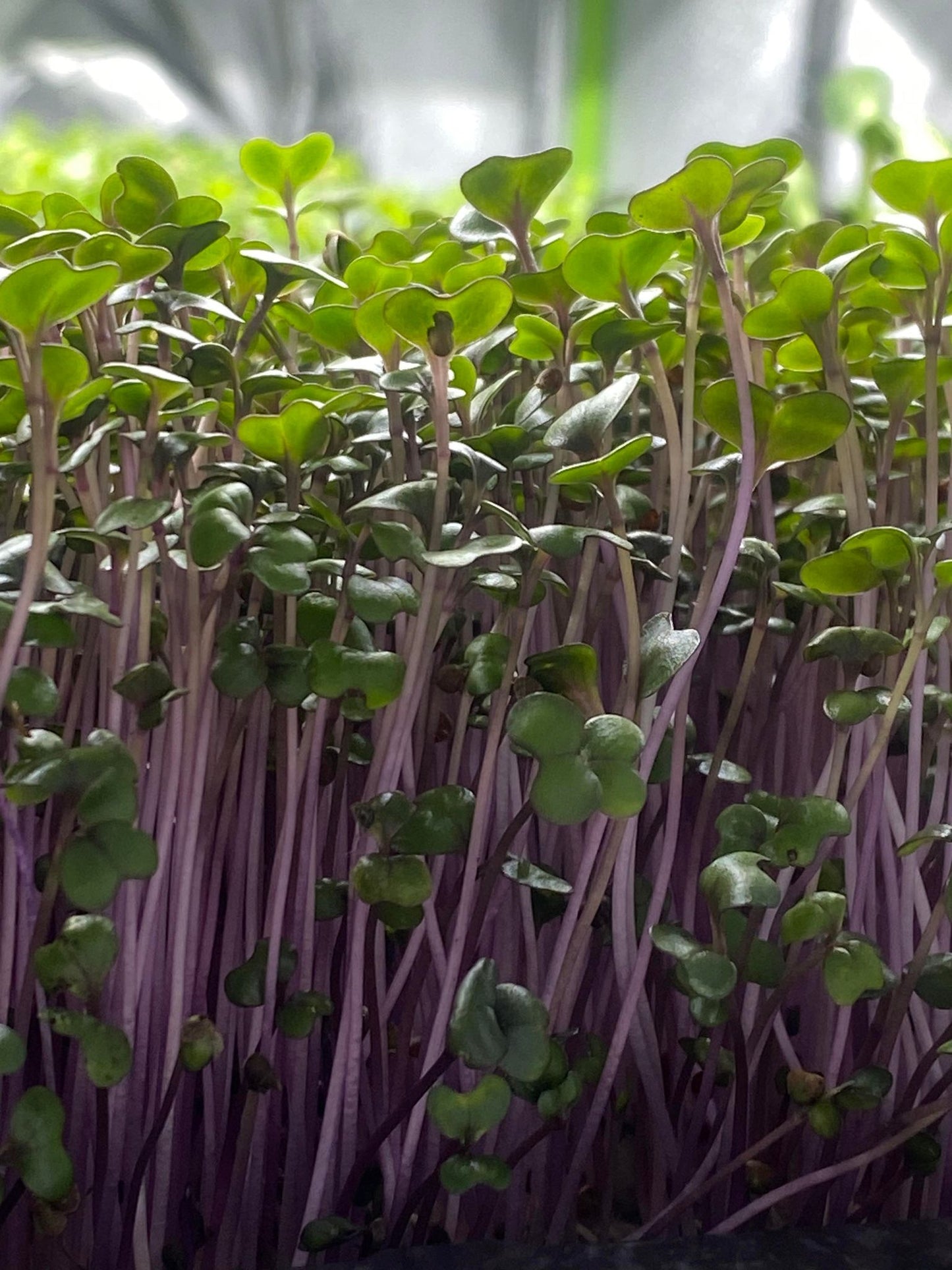 Red Cabbage🌱