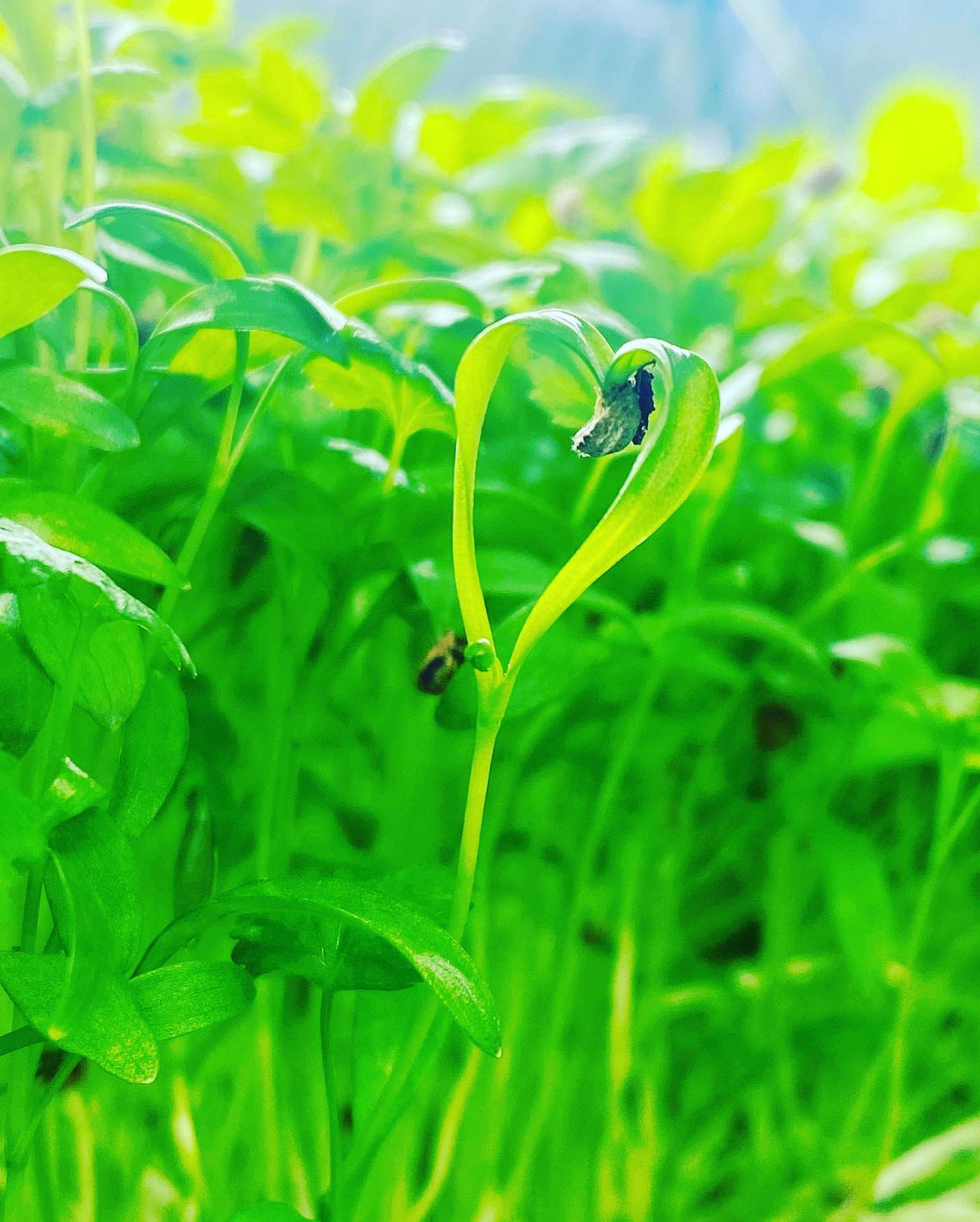 Coriander🌱