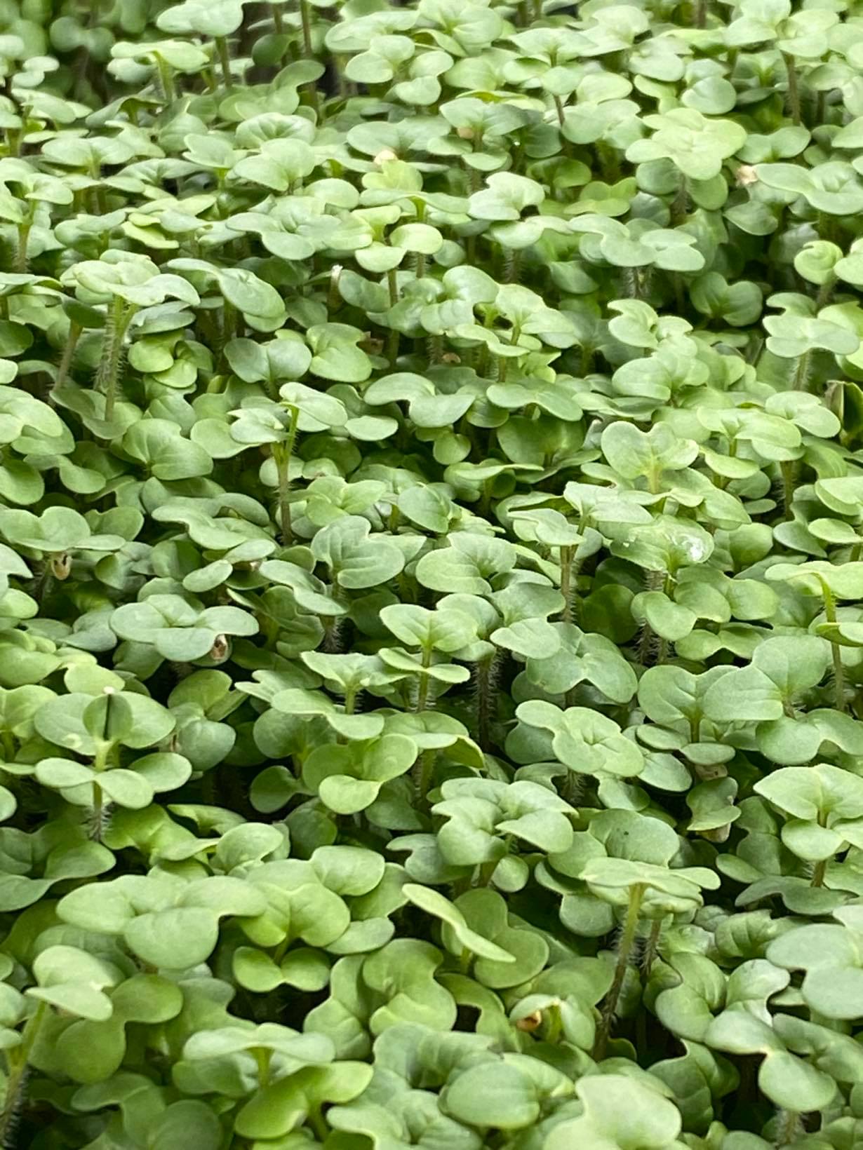 White Mustard🌱