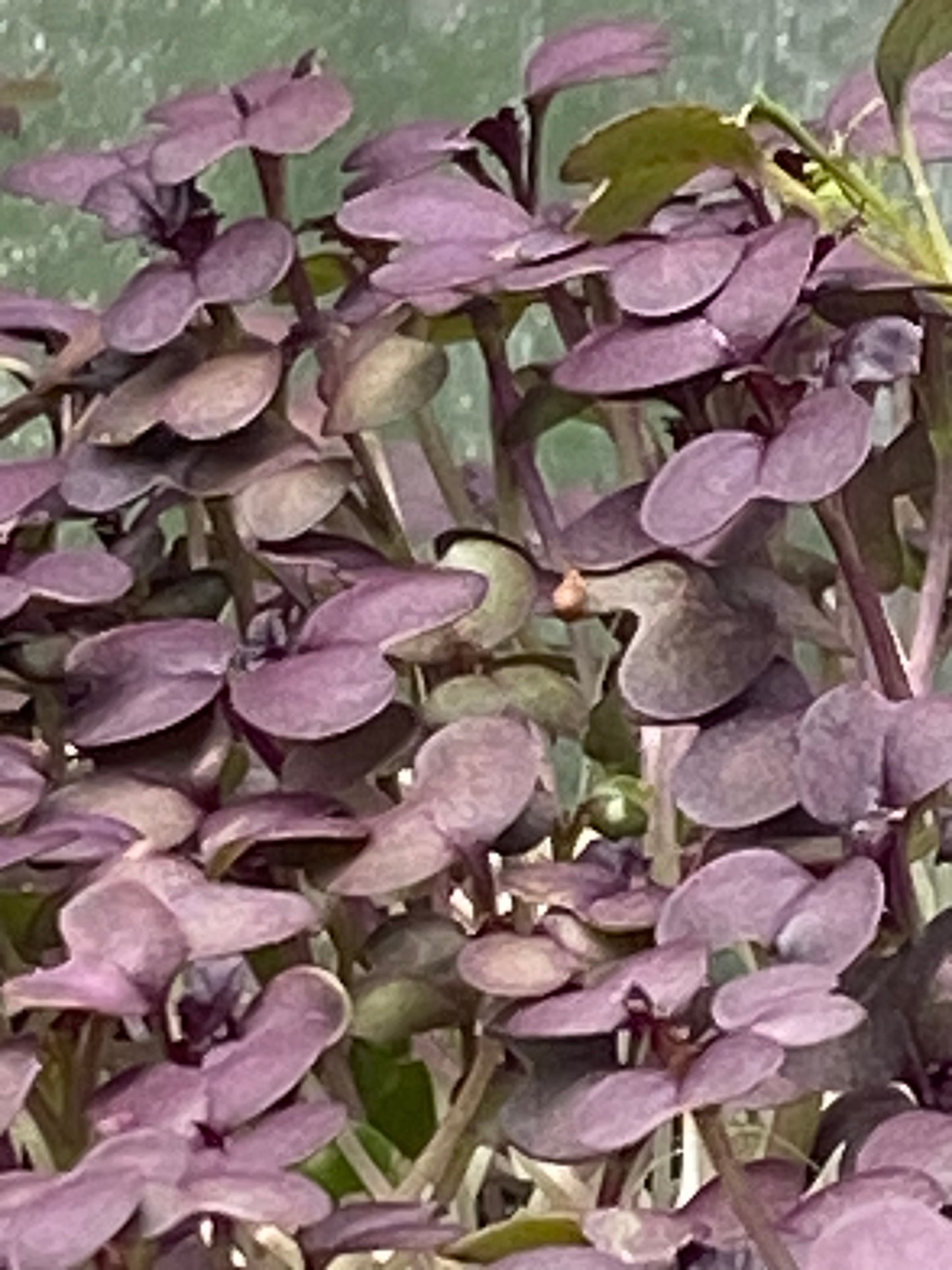 Red Mustard🌱