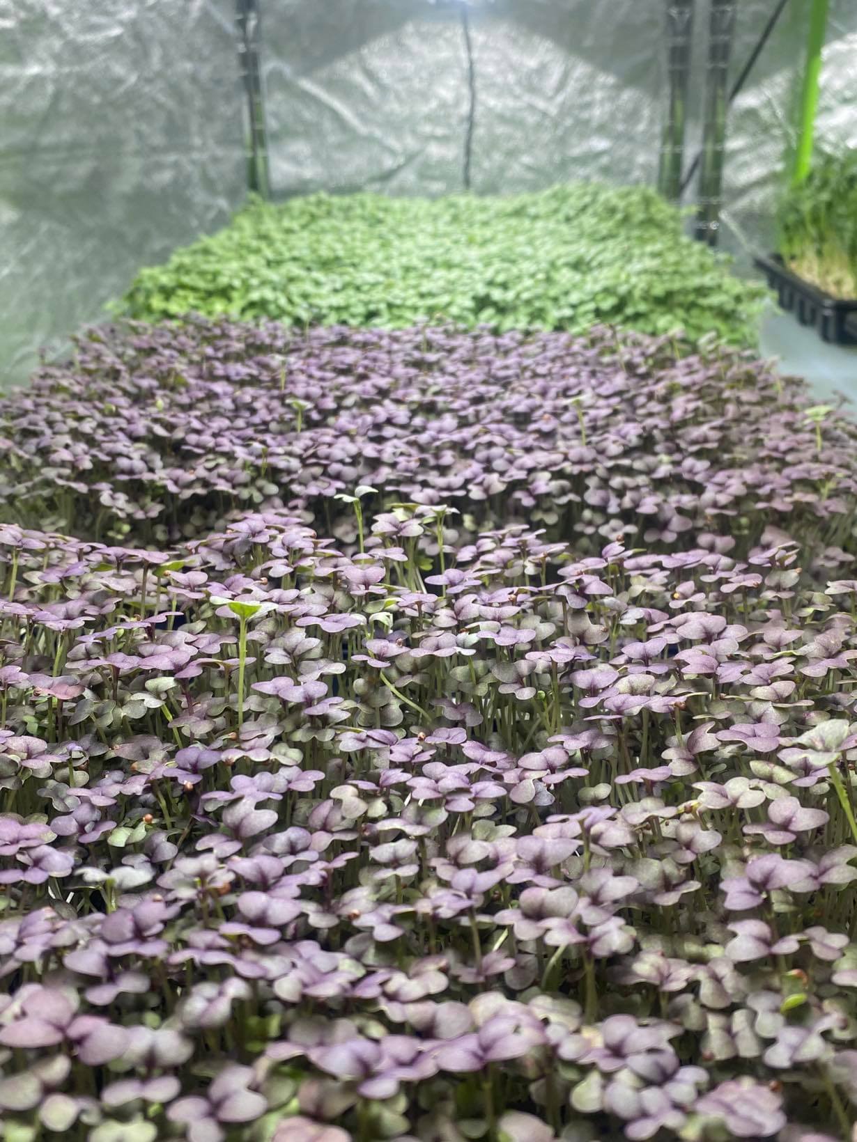 Red Mustard🌱
