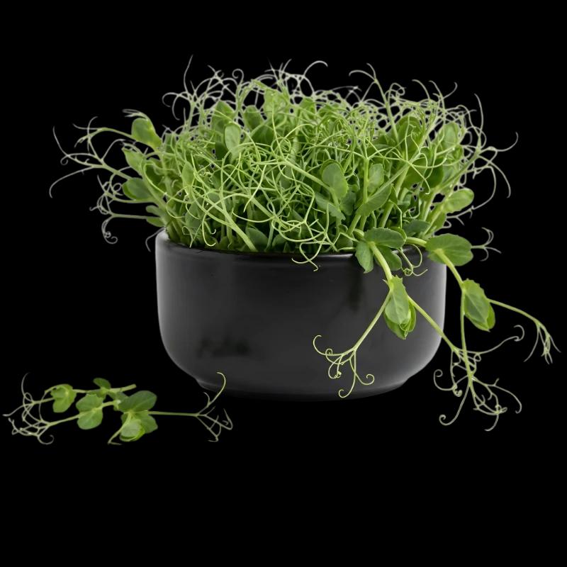 Microgreens pot