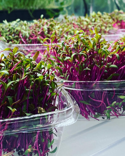 What are the health benefits of microgreens?