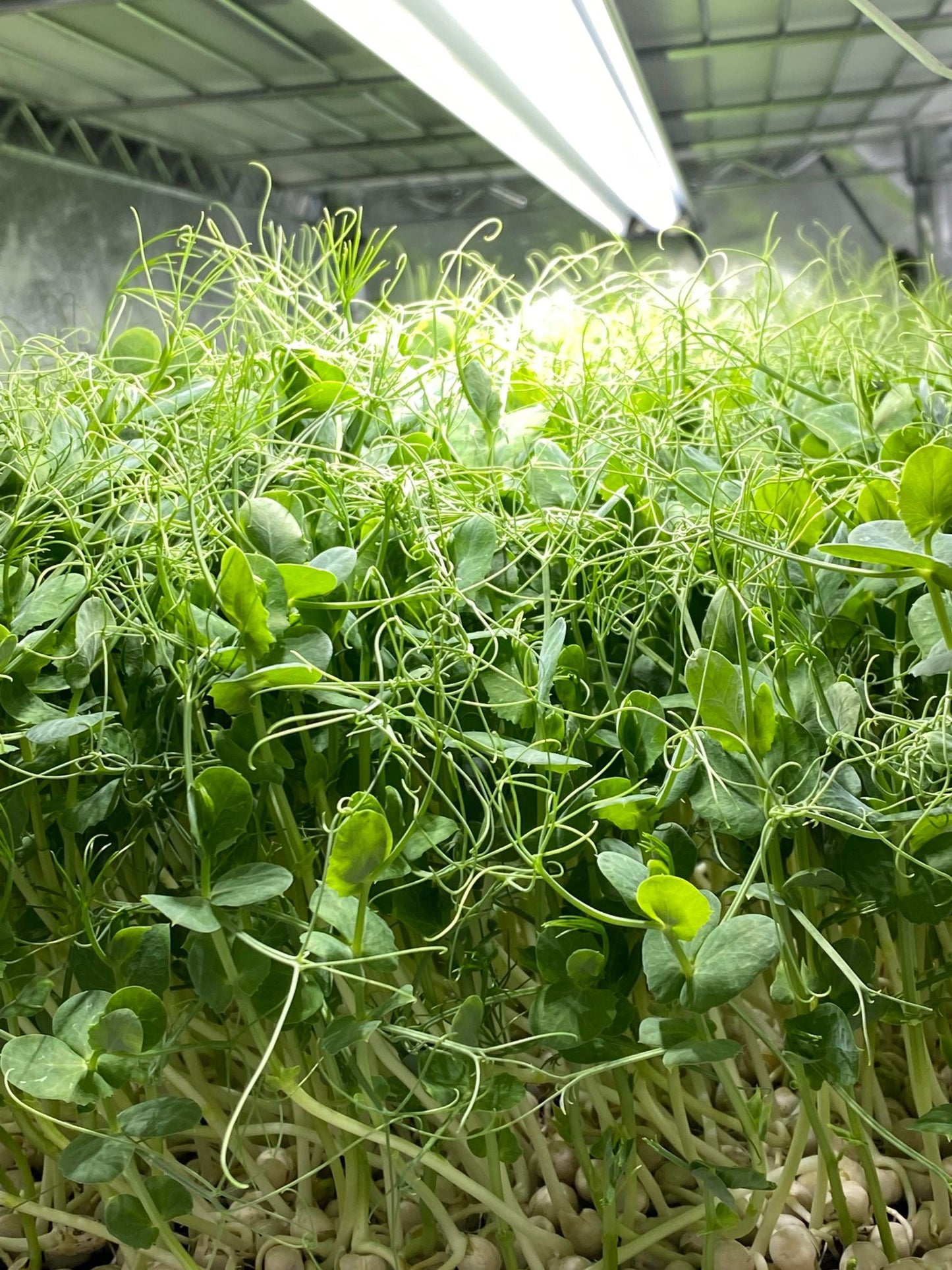 Pea tendrils🌱