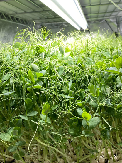 Pea tendrils🌱
