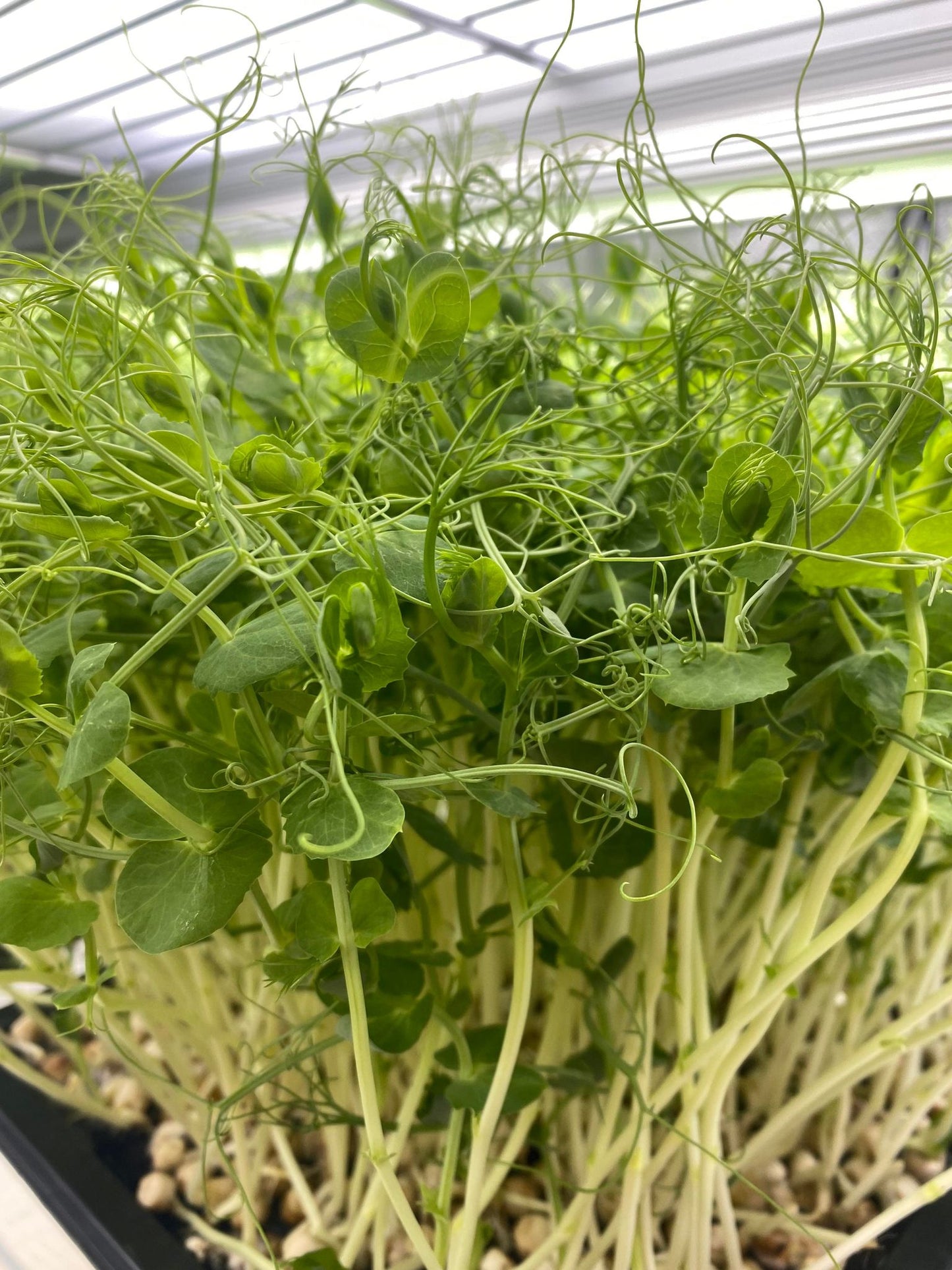 Pea tendrils🌱