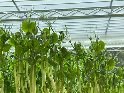 Pea tendrils🌱