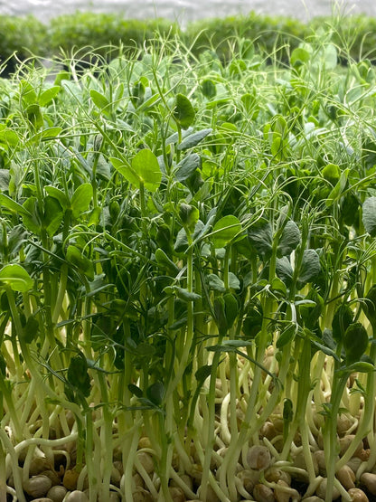 Pea tendrils🌱