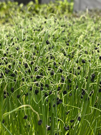 Onion🌱