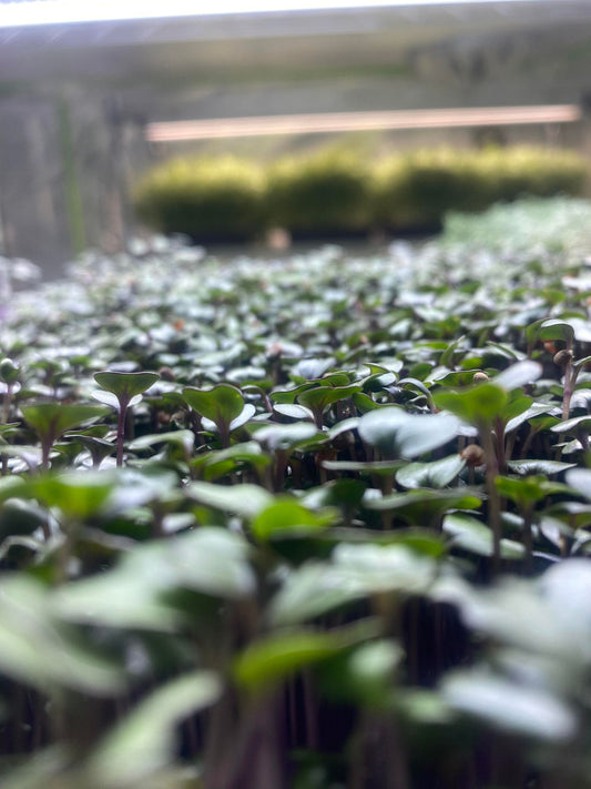 Red Cabbage🌱