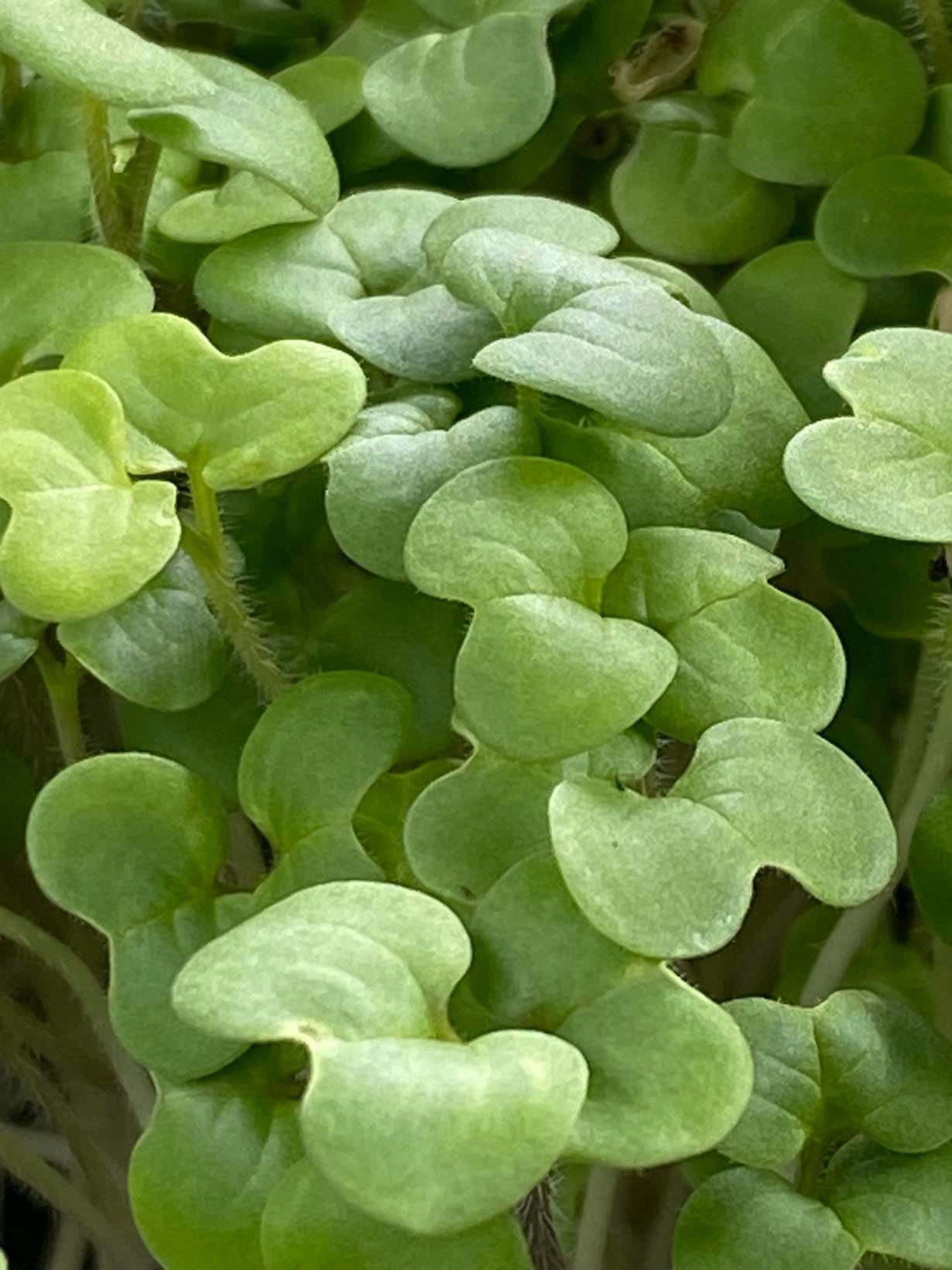 White Mustard🌱