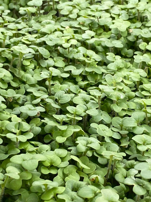 White Mustard🌱